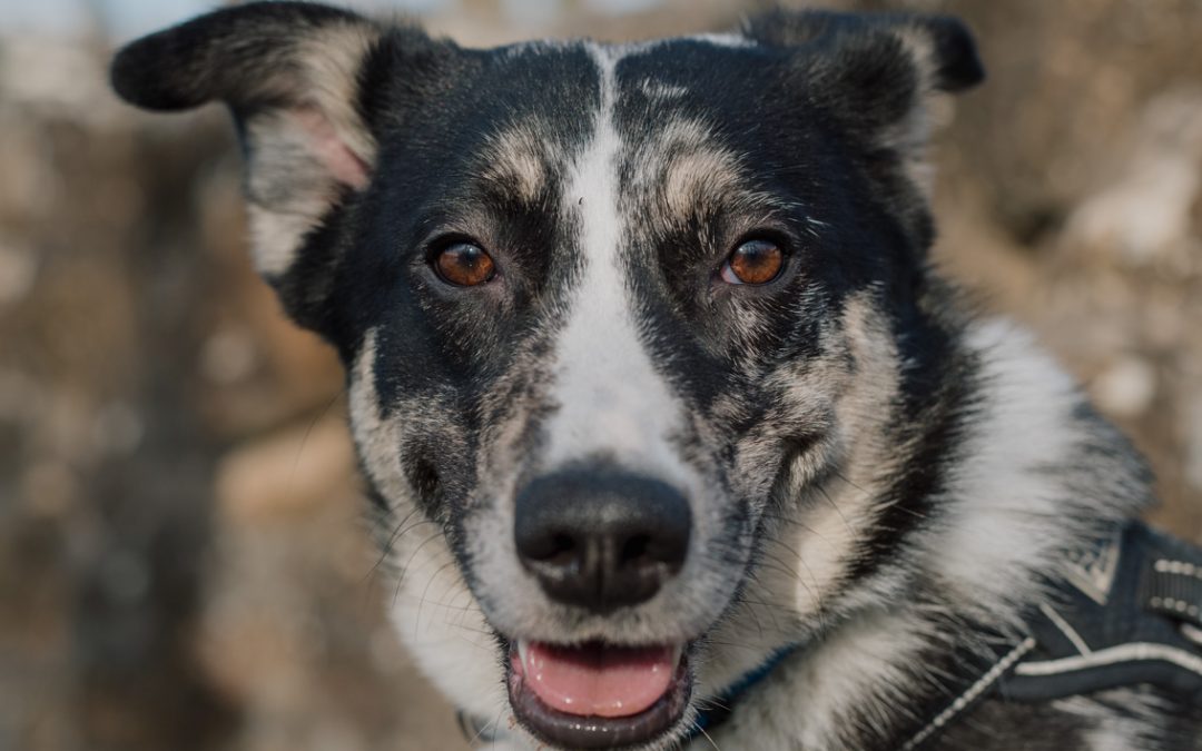 SOLÉA – 2 ANS ♀