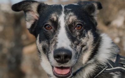 SOLÉA – 2 ANS ♀