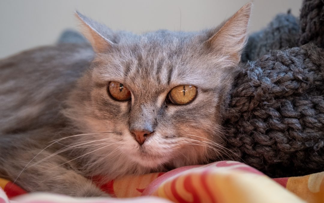 Haze – 5,5 ans – ♀