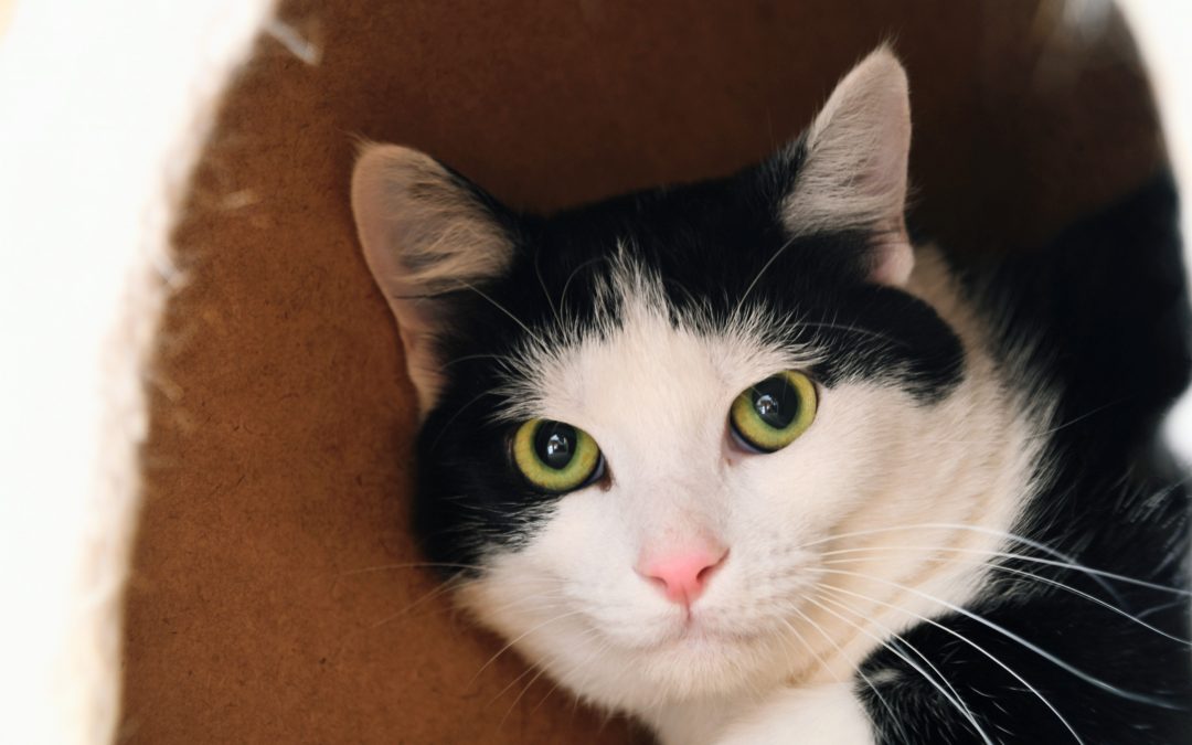 ZORYA – 1 an – ♂︎