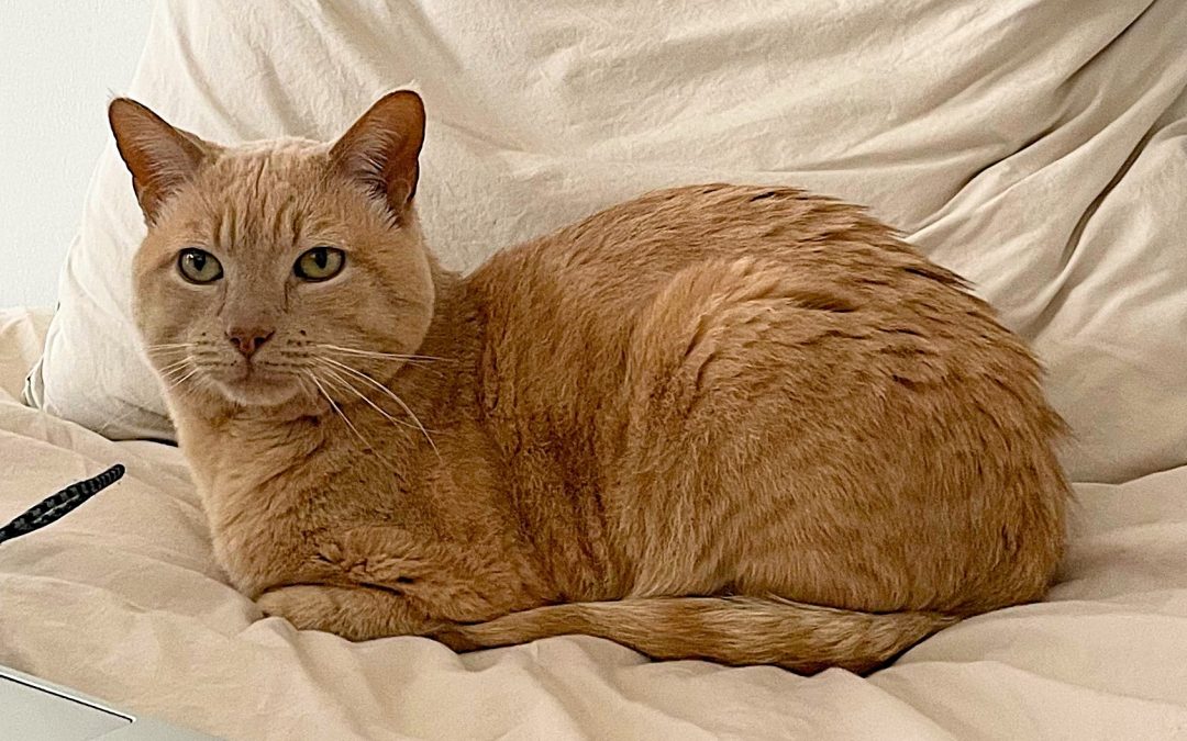OPAL – 6 ans – ♂︎