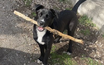 LULLA – 6 mois – ♀︎