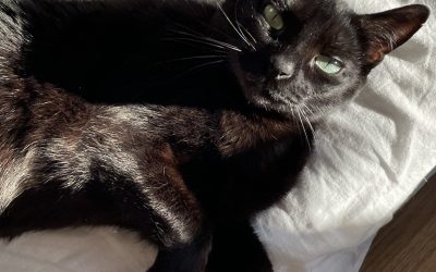 SÜN – 2 ans – ♀︎