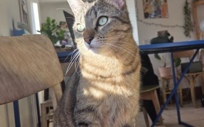 BODO – 2,5 ANS – ♂︎