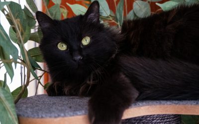 BOÈME – 1,5 ANS – ♀︎