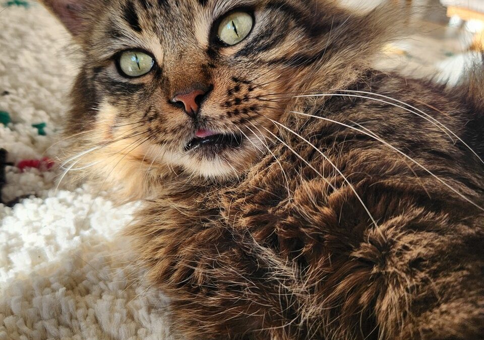 BORA – 4 ans – ♂︎