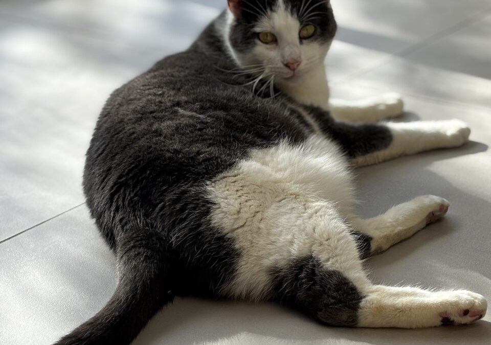 FLYN – 7,5 ans – ♂︎