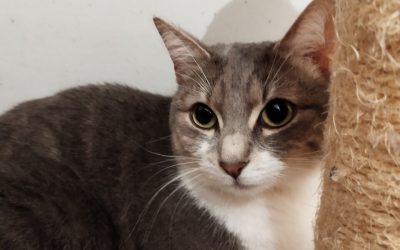 HAGEN – 3,5 ans – ♀︎