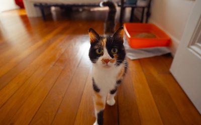 HAIA – 1 an – ♀︎