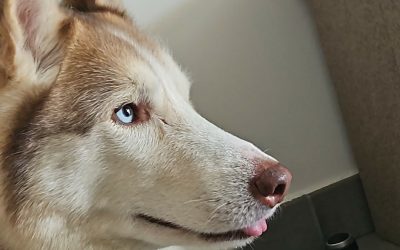 ASLANN – 7 ans – ♂︎