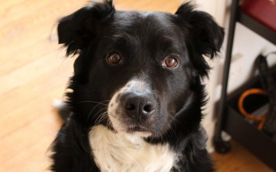 PETTER – 8 ans – ♂︎