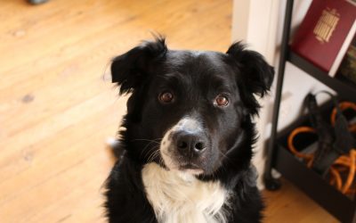 PETTER – 8 ans – ♂︎