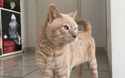 OPAL – 6 ANS – ♂︎