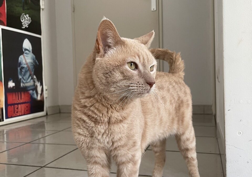 OPAL – 6 ans – ♂︎