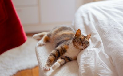 SHAI – 1 AN – ♀︎