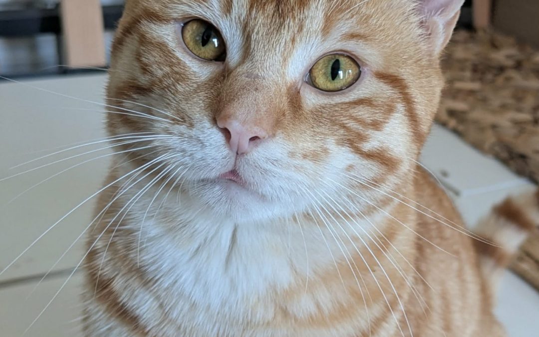 MISTRAL – 1 an – ♂︎