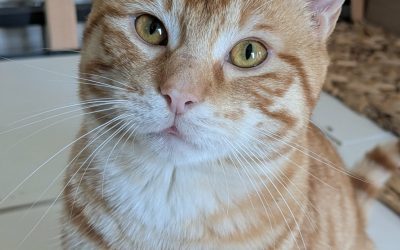 MISTRAL – 1 an – ♂︎