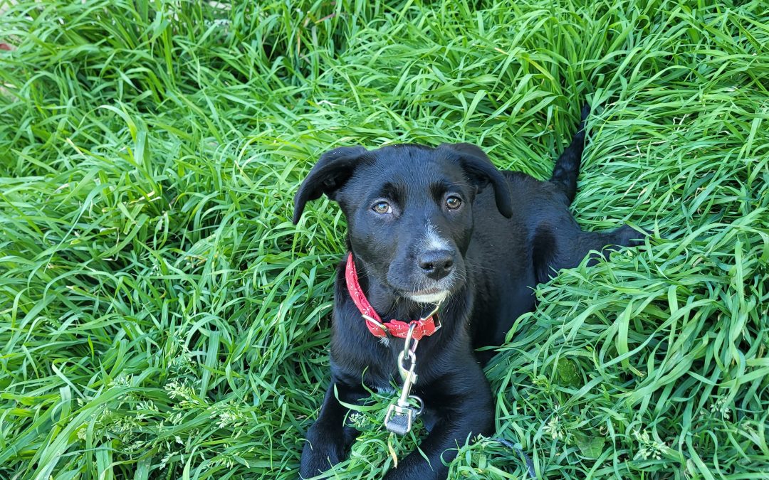 BOHIE – 3 mois – ♀