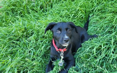 BOHIE – 3 mois – ♀