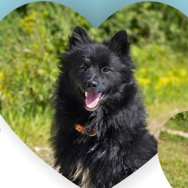 ARTI – 8 mois – ♂