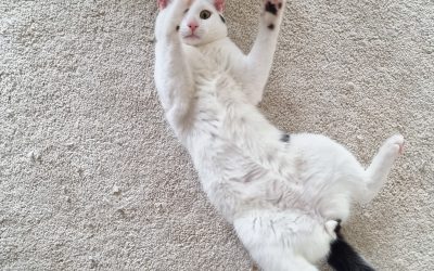 KYO – 8 mois – ♂︎