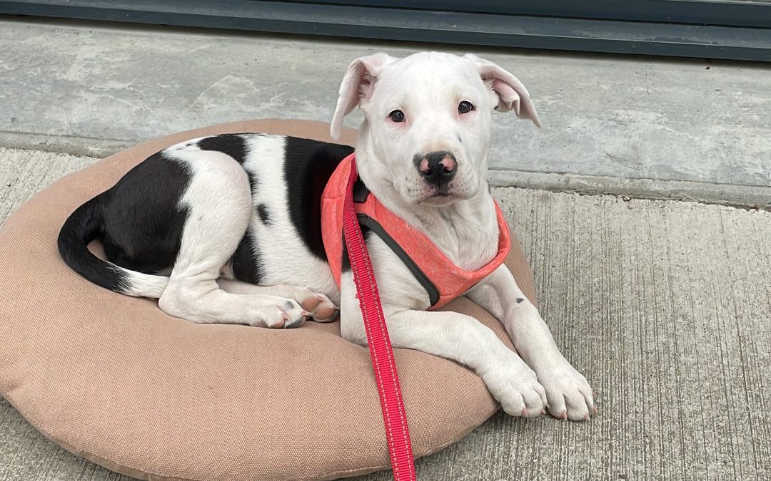 BITZEE – 3 mois – ♂