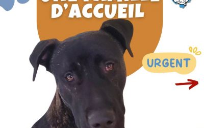 URGENCE FAMILLE D’ACCUEIL CHIEN – AGADIR