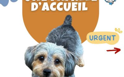 URGENCE FAMILLE D’ACCUEIL CHIEN – PAQUITA