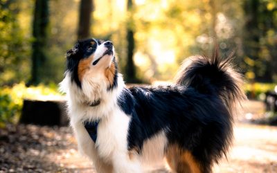 TAM TAM – 2.5 ans – ♂︎