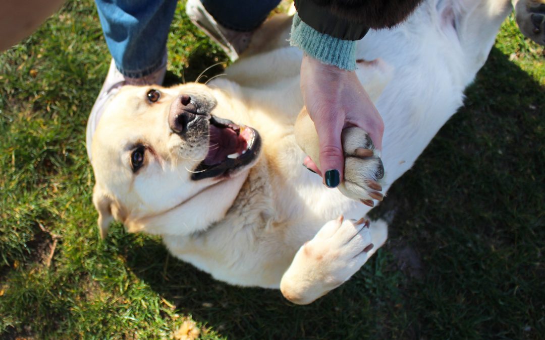 MONIK – 6 ans – ♂