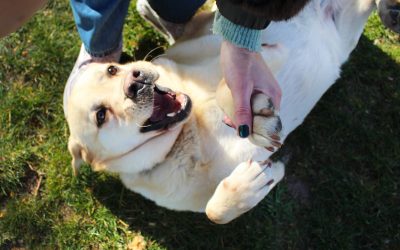 MONIK – 6 ans – ♂