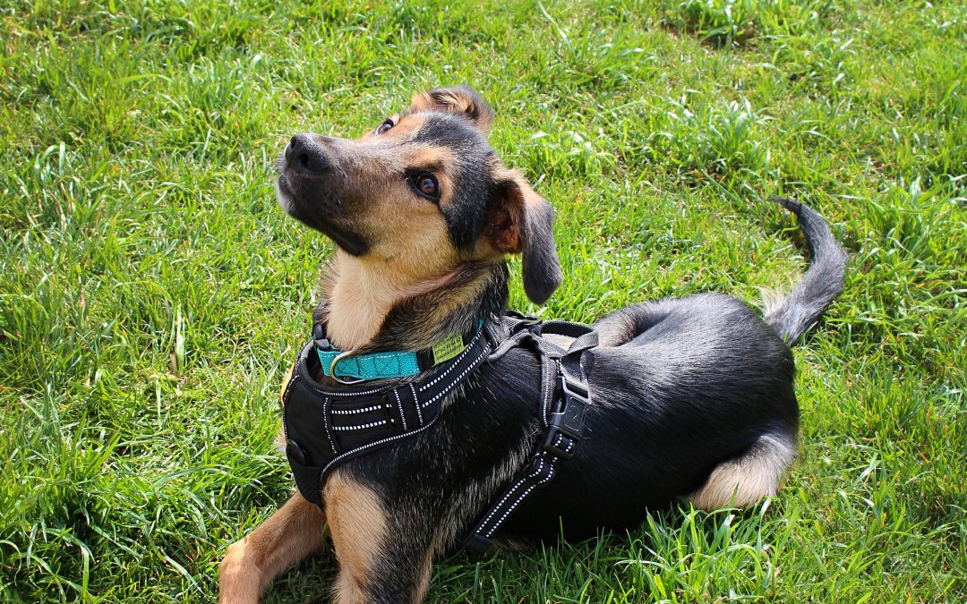 OSLOW – 6 mois – ♂