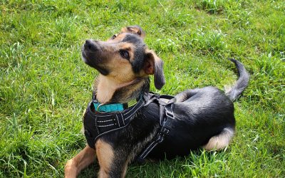 OSLOW – 6 mois – ♂