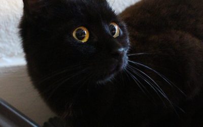 KAZU – 1 an – ♀