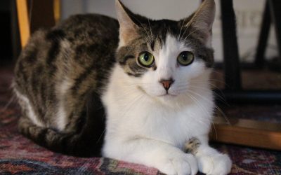 MYNA – 1 an – ♀