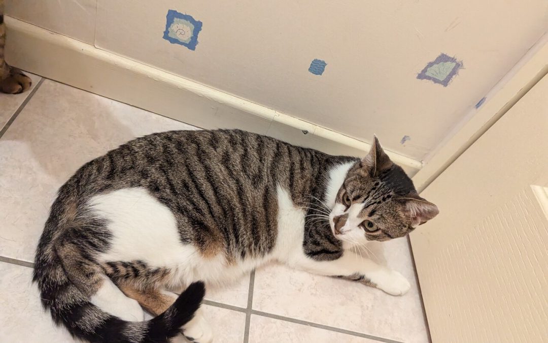 AM – 3 ans – ♀