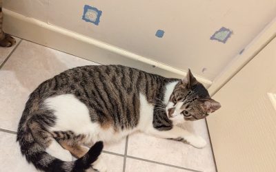 AM – 3 ans – ♀