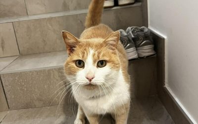 BULL – 11 ans – ♂︎