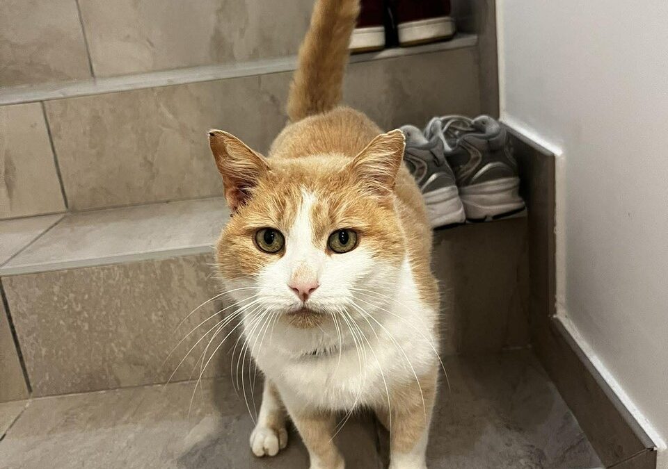 BULL – 11 ans – ♂︎