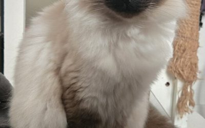 DAGOBERT – 9 ANS – ♂︎