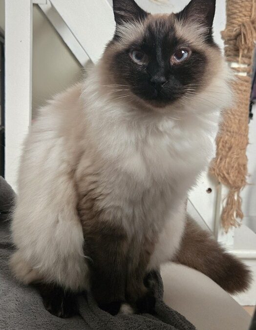 DAGOBERT – 9 ANS – ♂︎