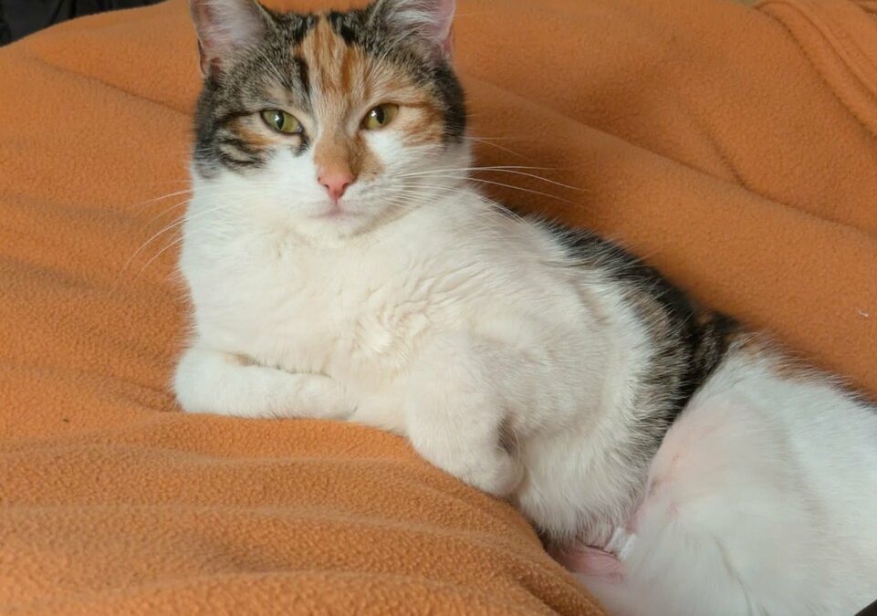 HARMONIA – 11 MOIS – ♀