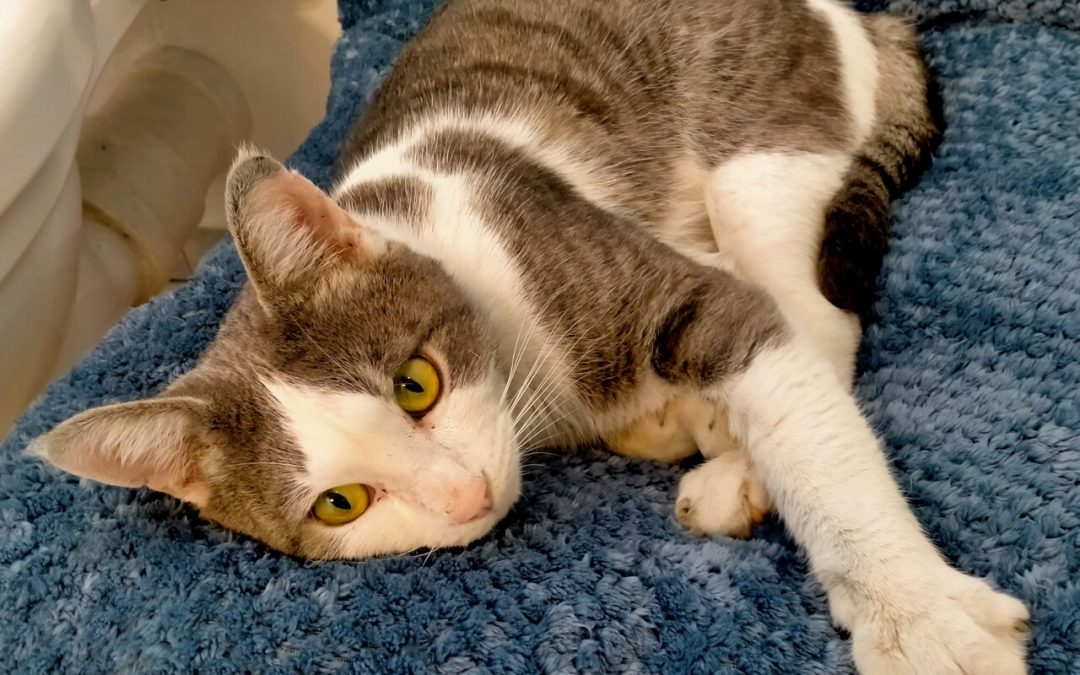 LEX – 2 ans – ♂︎