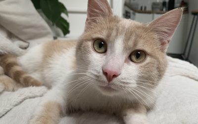 LUMIO – 8 mois – ♂