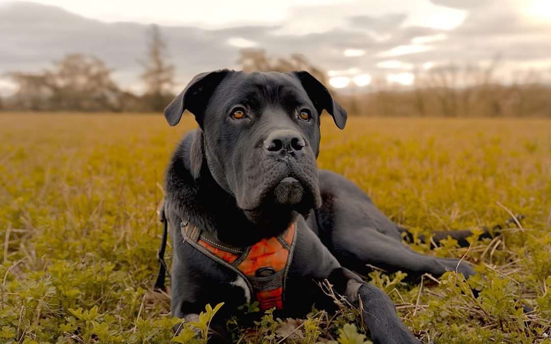 NOX – 1,5ans – ♂