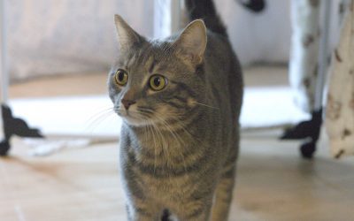 BENITO – 2,5 ans – ♂
