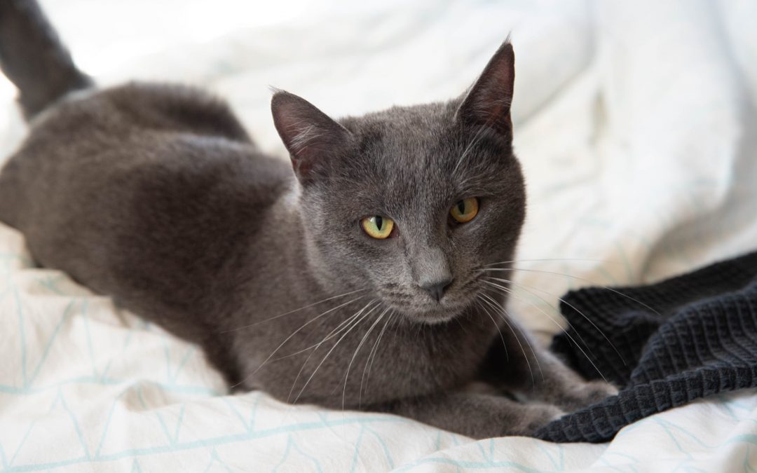 OMBRA – 2,5 ans – ♂