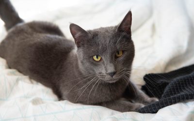 OMBRA – 2,5 ans – ♂