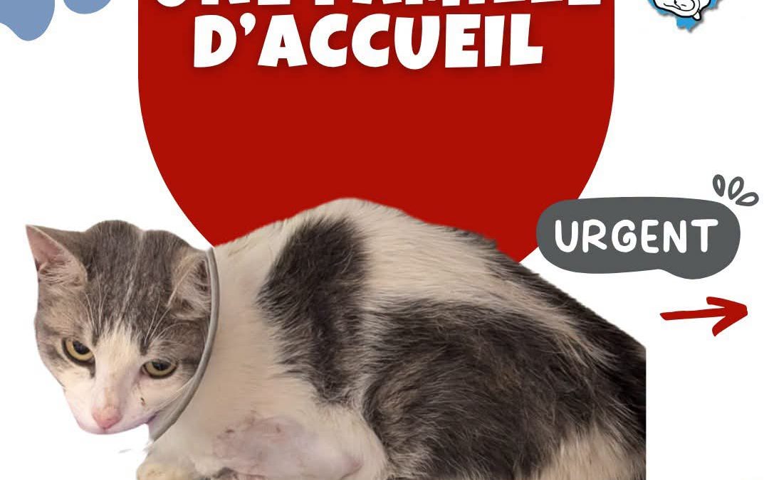 URGENCE FAMILLE D’ACCUEIL CHAT – ZOPPICO