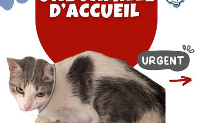 URGENCE FAMILLE D’ACCUEIL CHAT – ZOPPICO